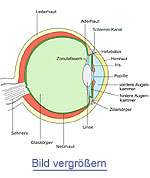 Bid Auge (wikipedia Seite in neuem Fenster)